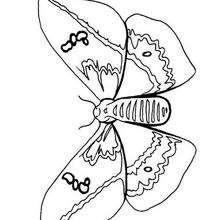 Coloriage d'un papillon - Coloriage - Coloriage ANIMAUX - Coloriage ANIMAUX A IMPRIMER