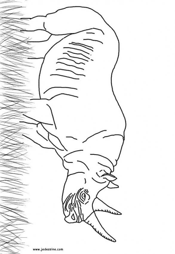le-rhinoceros