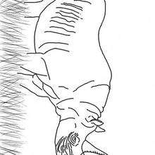 Coloriage RHINOCEROS