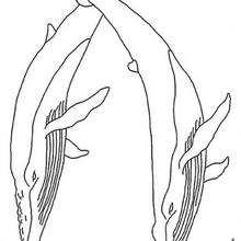 Coloriage de baleines - Coloriage - Coloriage ANIMAUX - Coloriage ANIMAUX MARINS - Coloriage BALEINE