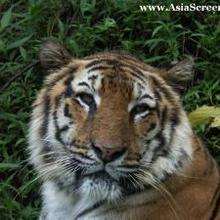 Les Tigres - Lecture - Reportages pour enfants - Animaux
