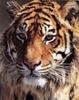 Logos d'animaux - Jeux - Logos et jeux pour t�l�phones portables