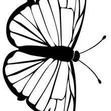 Coloriage d'un papillon N�10 - Coloriage - Coloriage ANIMAUX - Coloriage INSECTE - Coloriage PAPILLON