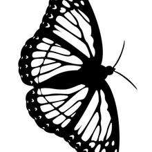 Coloriage d'un papillon N�11 - Coloriage - Coloriage ANIMAUX - Coloriage INSECTE - Coloriage PAPILLON