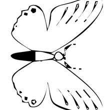 Coloriage d'un papillon N�13 - Coloriage - Coloriage ANIMAUX - Coloriage INSECTE - Coloriage PAPILLON