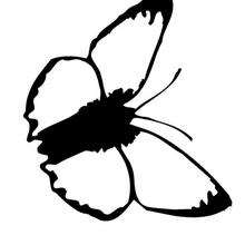 Coloriage d'un papillon N�1 - Coloriage - Coloriage ANIMAUX - Coloriage INSECTE - Coloriage PAPILLON