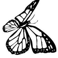 Coloriage d'un papillon N�5 - Coloriage - Coloriage ANIMAUX - Coloriage INSECTE - Coloriage PAPILLON