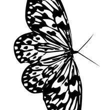 Coloriage d'un papillon N�7 - Coloriage - Coloriage ANIMAUX - Coloriage INSECTE - Coloriage PAPILLON