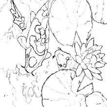 Coloriage de poissons dans les n�nuphars - Coloriage - Coloriage ANIMAUX - Coloriage ANIMAUX MARINS - Coloriage POISSON