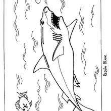 Coloriage d'un requin blanc - Coloriage - Coloriage ANIMAUX - Coloriage ANIMAUX MARINS - Coloriage REQUIN