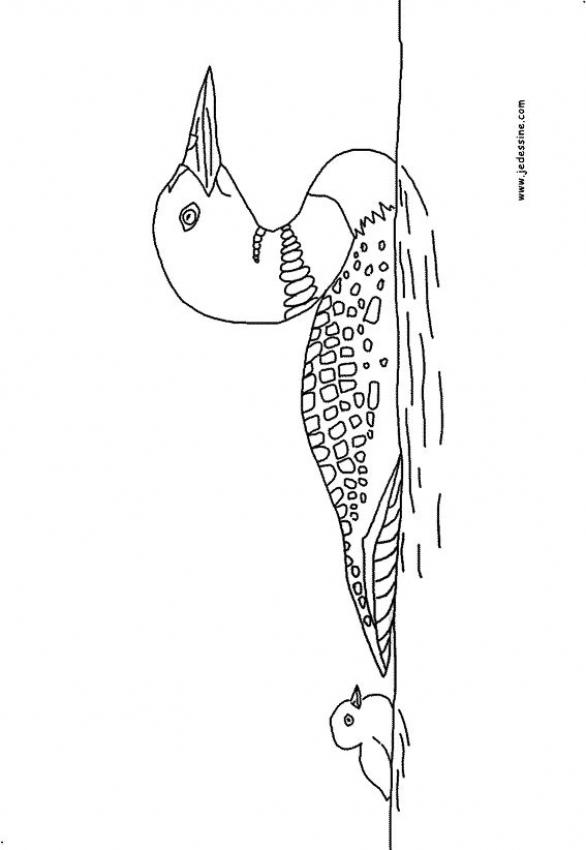 un-canard