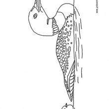 Coloriage d'un canard - Coloriage - Coloriage ANIMAUX - Coloriage ANIMAUX DE LA FERME - Coloriage CANARD