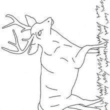 Coloriage ANIMAUX DE LA FORET