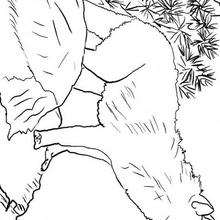 Coloriage d'un loup - Coloriage - Coloriage ANIMAUX - Coloriage ANIMAUX DE LA FORET - Coloriage LOUP