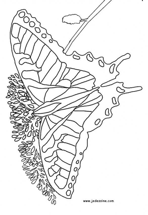 un-papillon-multicolore