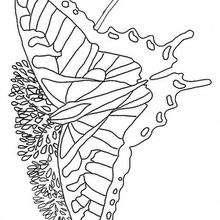 Coloriage d'un papillon multicolore - Coloriage - Coloriage ANIMAUX - Coloriage ANIMAUX A IMPRIMER