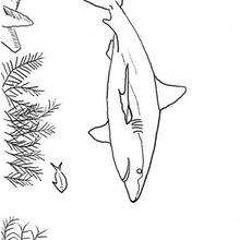 Coloriage d'un requin - Coloriage - Coloriage ANIMAUX - Coloriage ANIMAUX MARINS - Coloriage REQUIN