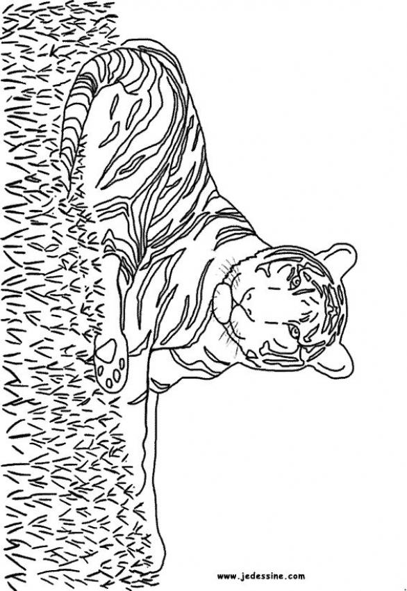 un-tigre