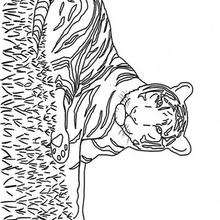 Coloriage ANIMAUX DE LA JUNGLE