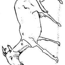 Coloriage d'une ch�vre