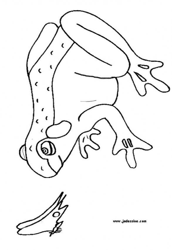 une-grenouille