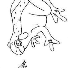 Coloriage d'une grenouille