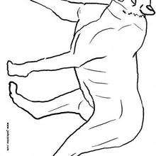 Coloriage PANTHERE