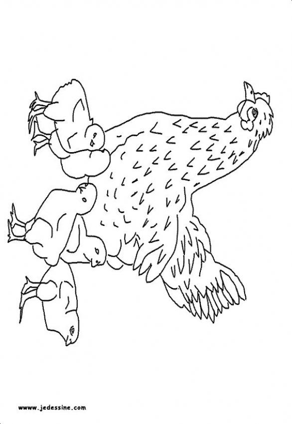 une-poule-et-ses-poussins