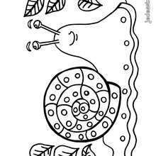 Coloriage ESCARGOT