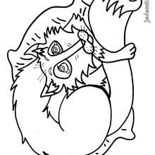 Coloriage RENARD