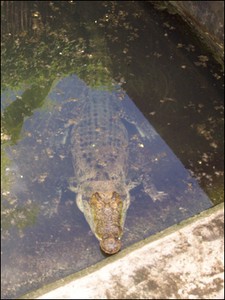 croco1