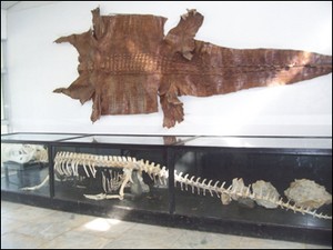 croco2