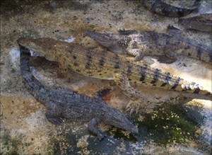 croco3