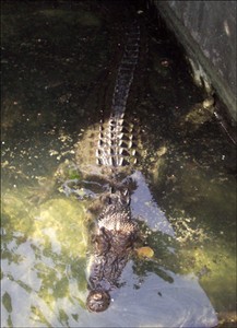 croco4