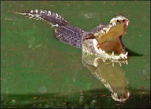 croco5