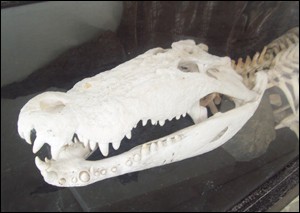 croco6