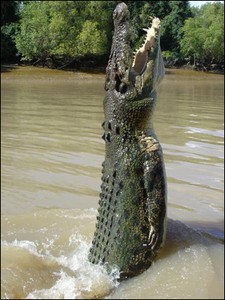 CROCO