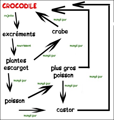 schema
