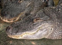 tetealligator
