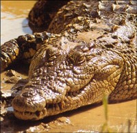 tetecroco