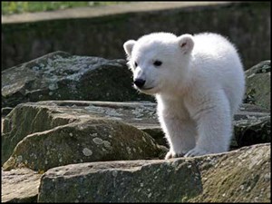 bebe-ours