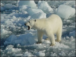 ours1