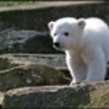L'ours polaire - Lecture - REPORTAGES pour enfant - Fiches pédagogiques sur les animaux
