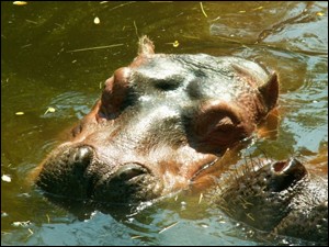 hippo-dans-l'eau