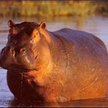 LHIPPOPOTAME : le mastodonte des lacs et rivires ! - Lecture - Reportages - Animaux
