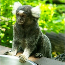 Le ouistiti - Lecture - Reportages - Animaux