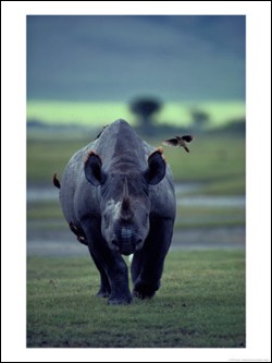 rhino-noir-1