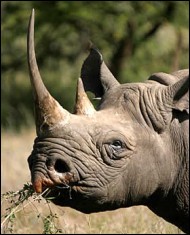 rhino-noir-3