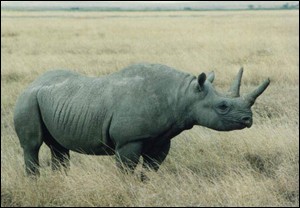 rhinonoir2