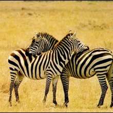 Le zbre des plaines d'Afrique - Lecture - Reportages - Animaux